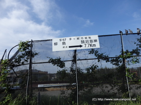 柳島から鵠沼海岸へ