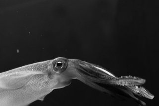 水族館の集客