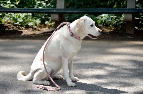 老犬ホーム